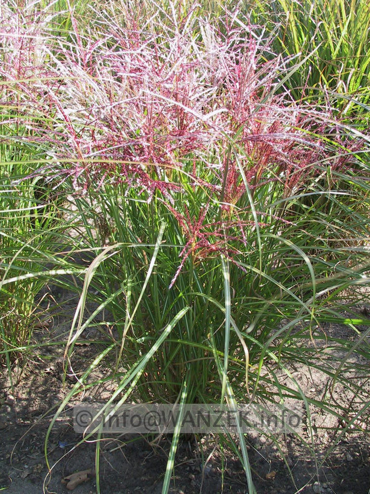 Miscanthus sinensis Ferner Osten 02 knospig.jpeg